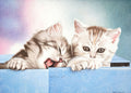 Two Kittens Canvas Painting (unframed) — false