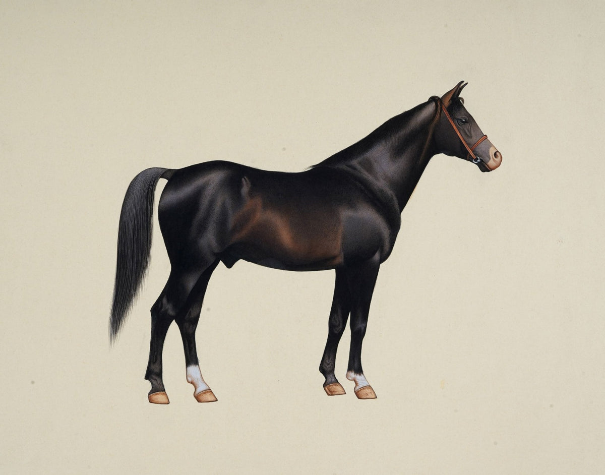 Beautiful Horse Painting (unframed) — false
